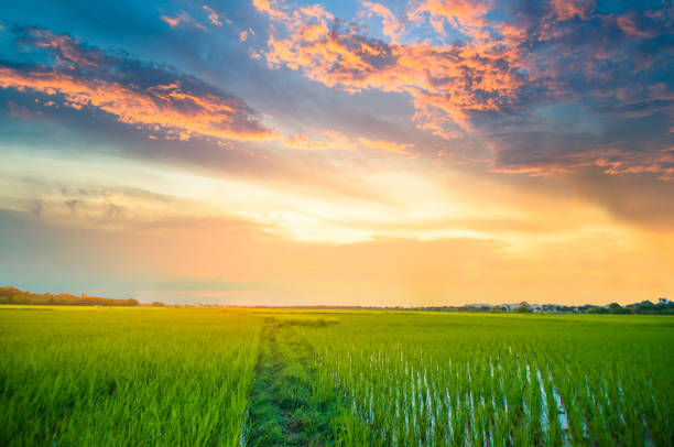Panoramic view nature Landscape of a green field with rice at sunset