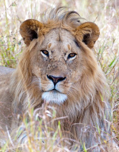 istock Male lion 897821534