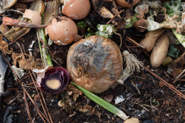 istock Rotting kitchen scrap compost on earth mixed with pine needles and burned wood 897837622