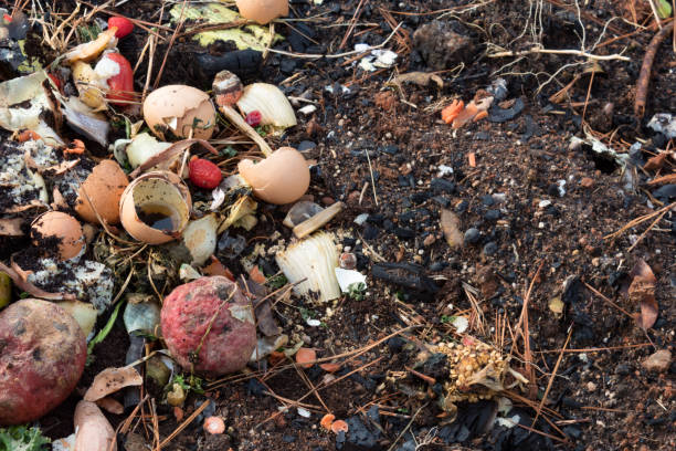 istock Rotting kitchen scrap compost on earth mixed with pine needles and burned wood 897839924