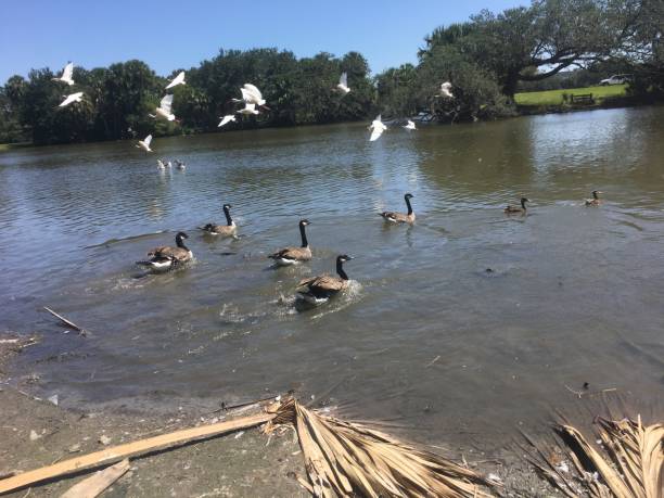 istock flying white birds and oak trees in the swamp 897842612