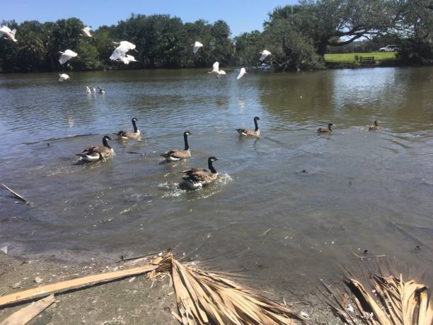 istock flying white birds and oak trees in the swamp 897842674
