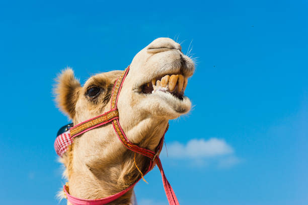 istock The muzzle of the African camel 897847582