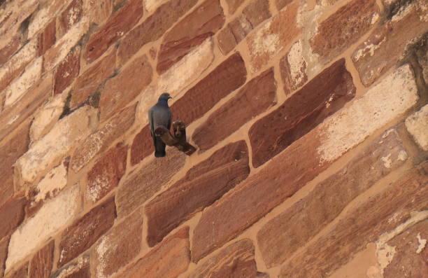 istock Pigeon resting on red brick wall in Jodhpur India 897847882