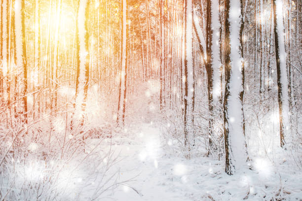 istock Tree pine spruce in magic forest winter with falling snow sunny day. 897850246