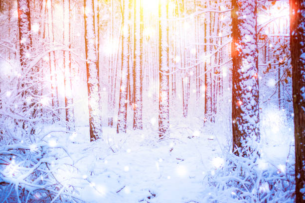istock Tree pine spruce in magic forest winter with falling snow sunny day. 897850280
