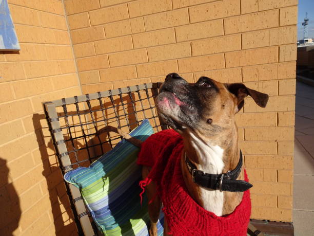istock boxer dog sitting against a brick backdrop 897850646