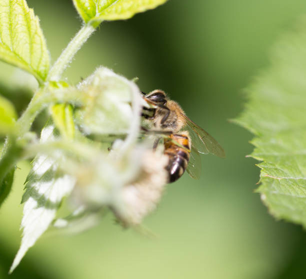 istock bee on flowers in nature. macro 897850754
