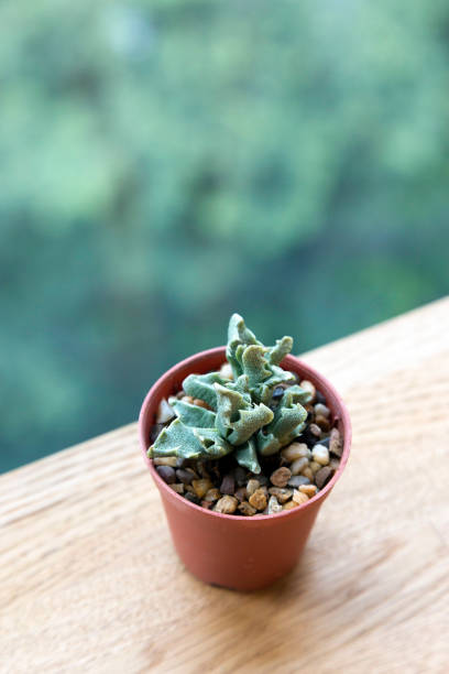 istock Beautiful succulent pot for decoration 897850902