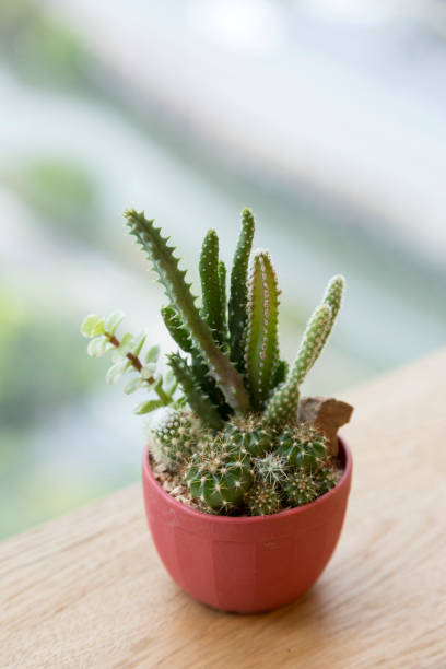 istock Beautiful succulent pot for decoration 897852530