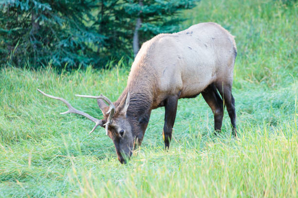istock Wild Elk in Banff Canada 897853282