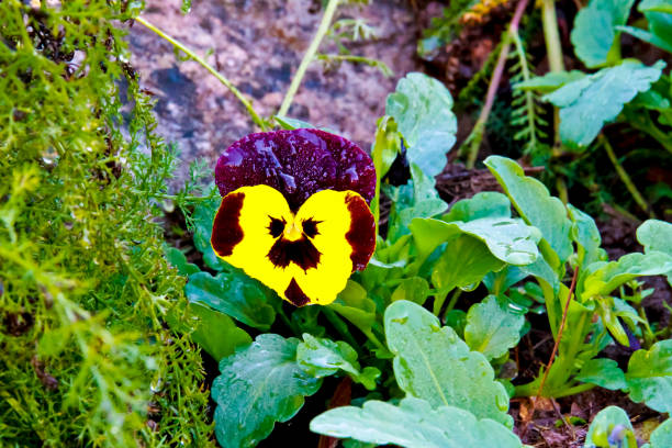 pansy flower : type of large-flowered hybrid plant cultivated as a garden flower. It is derived by hybridization from several species in the section Melanium ( flor pensamiento: tipo de planta de flores grandes híbridos cultivado como flor de jardín. se deriva de la hibridación de varias especies en la sección melanium (