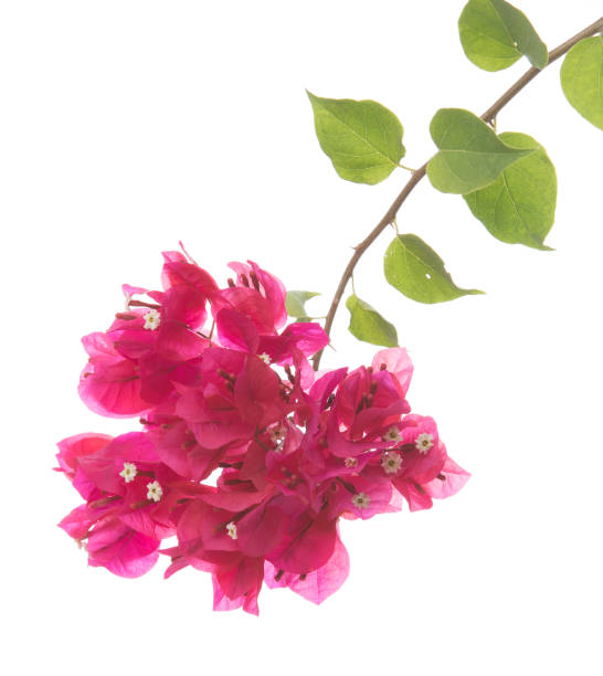 istock bougainvilleas isolated on white 897858428
