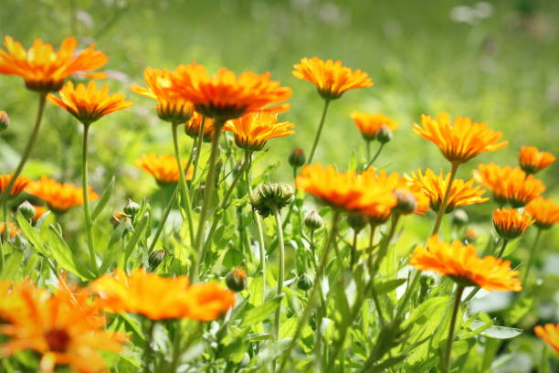 istock Orange pot marigold bloosom - Calendula officinalis field 897870966