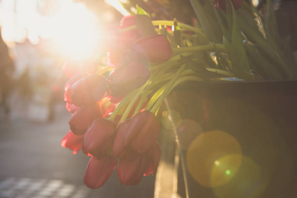 tulipani illuminati dal sole - for sale industry farmers market market stall foto e immagini stock