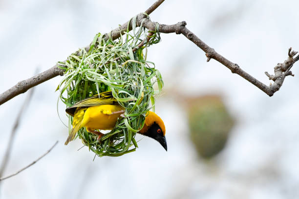 istock African weaver bird building nest 897880500