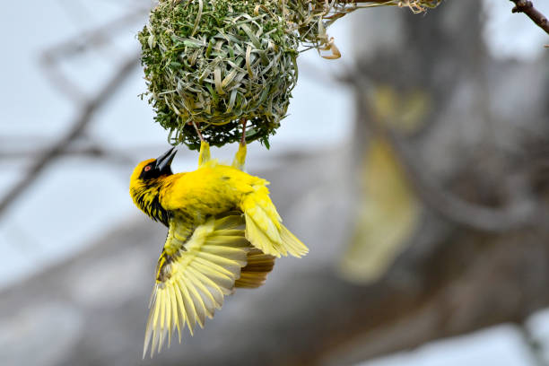istock African weaver bird building nest 897880572