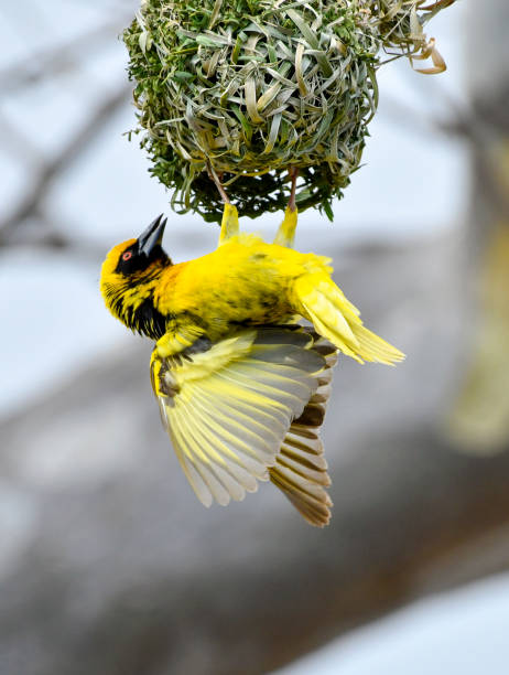 istock African weaver bird building nest 897880584