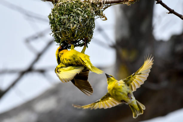 istock African weaver bird building nest 897884870