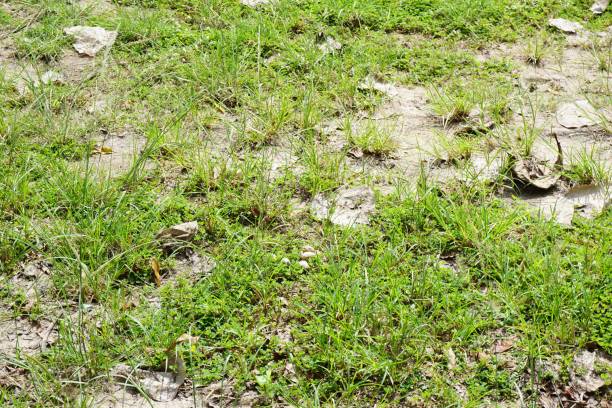 istock green grass on dry soil in nature garden 897885514