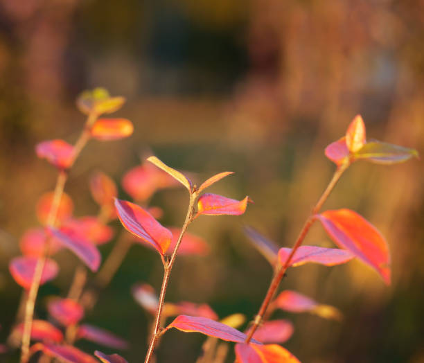 istock Bush branches with red leaves in autumn 897890162