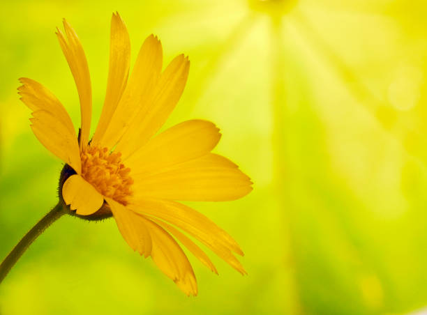 istock A yellow marigold flower on blured background of a maple leaf 897890258