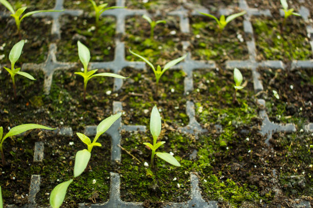 istock Young small sprouts flowers sprouted in tray for seedlings top view, selective focus 897896046