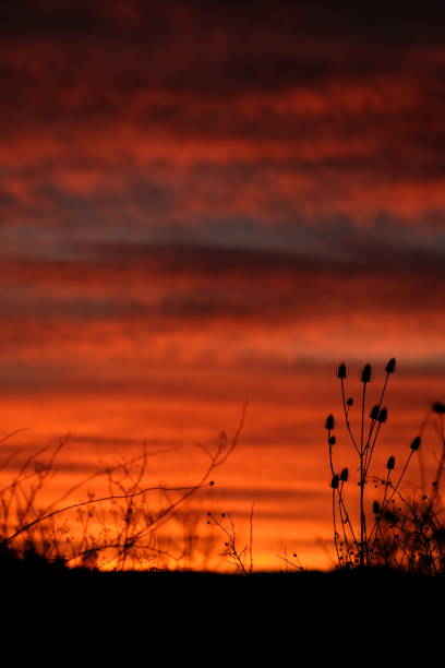 istock Plants and trees silhouetted against a dramatic sunset 897896104