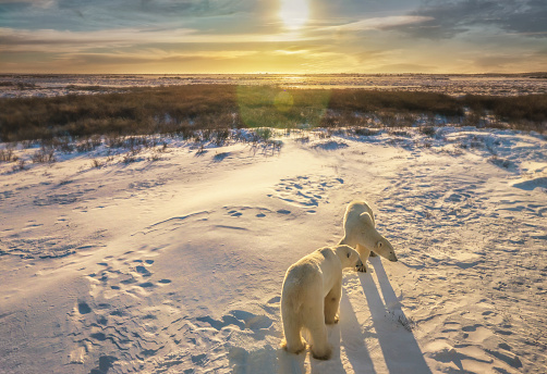 Two polar bears in golden light stand in their natural wild habitat near Hudson Bay.