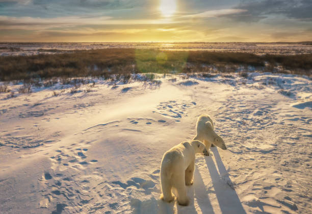 Two adult polar bears (Ursus Maritimus) stand together in snowy Arctic tundra setting as the sun rises over the northern Canadian landscape. Churchill, Manitoba. Two polar bears in golden light stand in their natural wild habitat near Hudson Bay. manitoba photos stock pictures, royalty-free photos & images