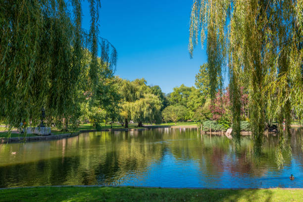 istock Boston USA Public Garden, 897901218