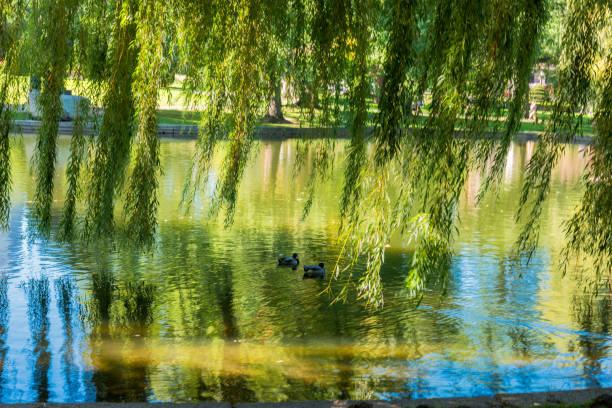 Common Frog Pond and city skyline.