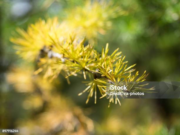 Alerce Branch Foto de stock y más banco de imágenes de Aguja - Parte de planta - Aguja - Parte de planta, Alerce - Árbol de hoja caduca, Amarillo - Color