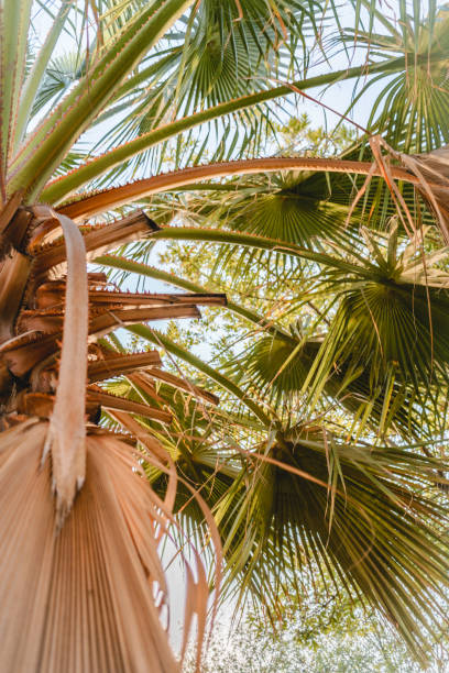istock Palm trees with green leafs on the beach 897936790