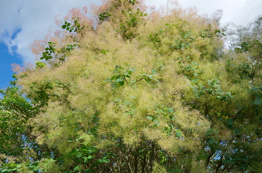 Branch of Cotinus coggygria - a smoke tree blooming in the Park