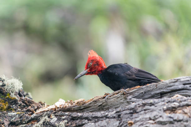 Magellanic Woodpecker,  Los Glaciares National Park, El Chalten, Argentina Magellanic Woodpecker,  Los Glaciares National Park, El Chalten, Argentina fitzroy range stock pictures, royalty-free photos & images