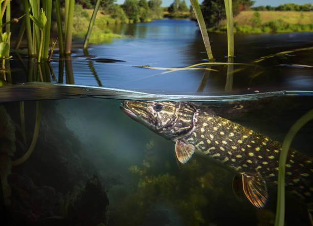 underwater fishing. - freshwater fish imagens e fotografias de stock