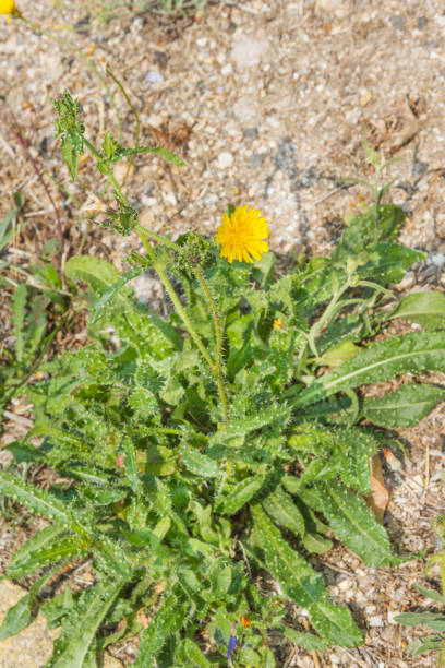 Bristly oxtongue Bristly oxtongue, Helminthotheca echioides, growing on meadows of Galicia, Spain picris echioides stock pictures, royalty-free photos & images