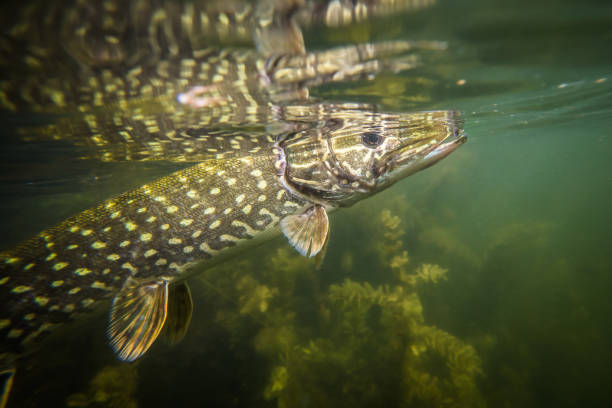 istock Underwater fishing. 897962830