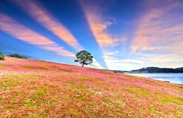 Grass hill and pine tree dawn with colorful rays light shine into sky