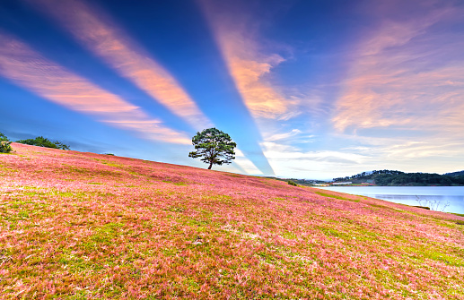 Grass hill and pine tree dawn with colorful rays light shine into sky it's great to see here. The combination pink tone grass create amazing things in nature that we rarely encounter in life