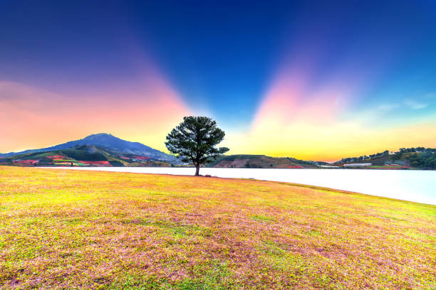 istock Grass hill and pine tree dawn with colorful rays light shine into sky 897965960
