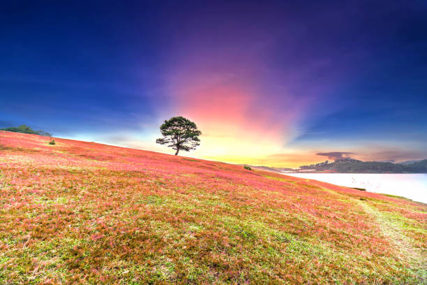 istock Grass hill and pine tree dawn with colorful rays light shine into sky 897966030
