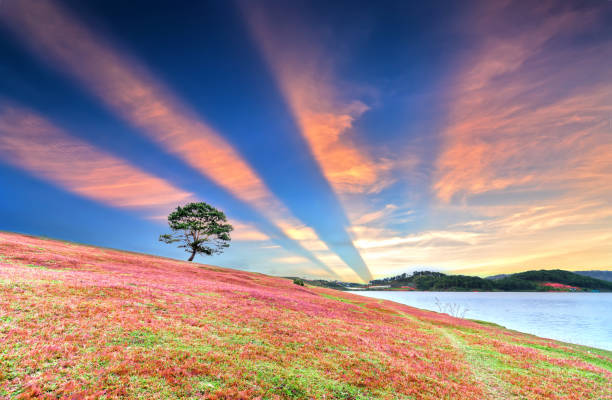 istock Grass hill and pine tree dawn with colorful rays light shine into sky 897966042