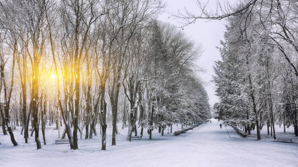 istock Snow-covered trees in the city park 897970198