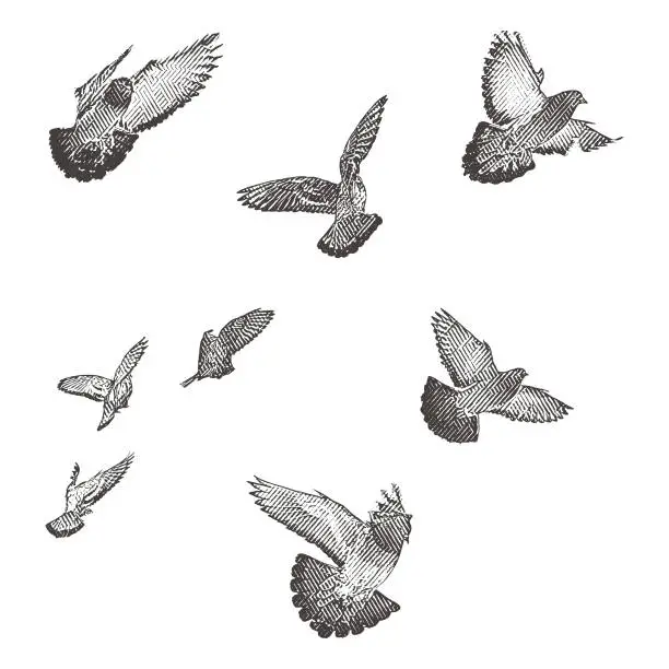Vector illustration of Engraving illustration of a flock of birds in flight.