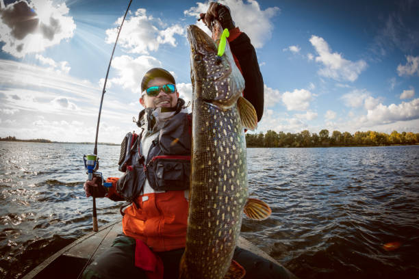 Fishing. Fisherman and trophy Pike. Fishing backgrounds. Trophy. fish eye effect stock pictures, royalty-free photos & images