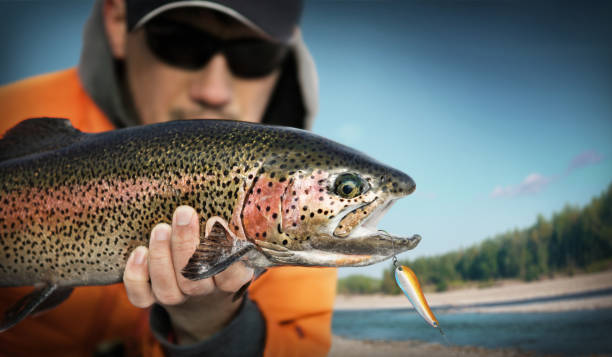 istock Fishing. Fisherman and trout. 897976524