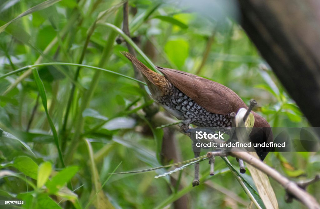 spice finch brown spotted munia eating grass seed perched on grassland close up wildlife bird habitat Animal Stock Photo