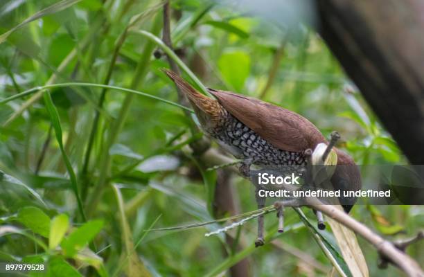 Spice Finch Brown Spotted Munia Eating Grass Seed Perched On Grassland Close Up Wildlife Bird Habitat Stock Photo - Download Image Now